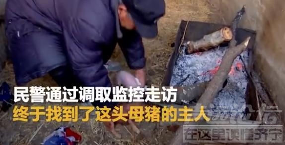 济宁：怀孕母猪深夜“登门造访”，好心村民帮忙接生-5.jpg