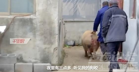 济宁：怀孕母猪深夜“登门造访”，好心村民帮忙接生-1.jpg
