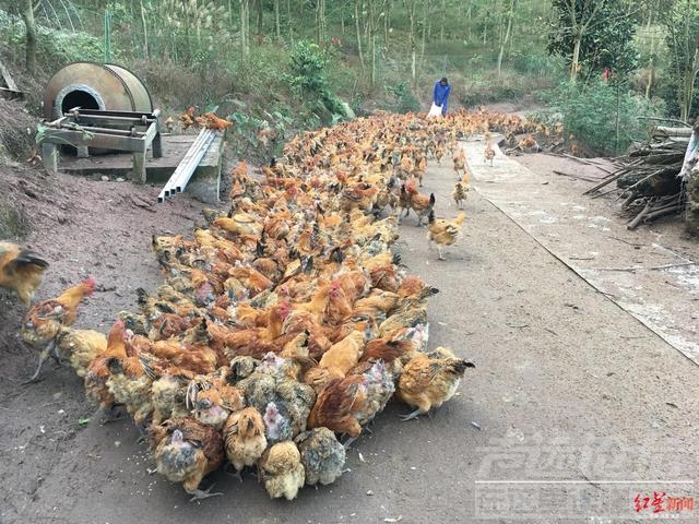 246只土鸡疑因村民祝寿放烟花被吓死，养鸡场索赔部分损失遭拒-3.jpg