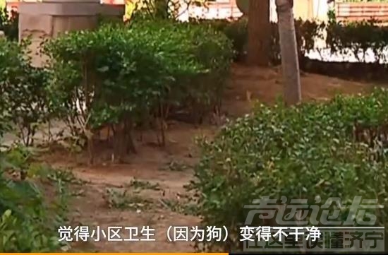 小区保洁员毒死6只宠物狗，声称：小狗让小区变得很脏，不干净！我是迫不得已-11.jpg