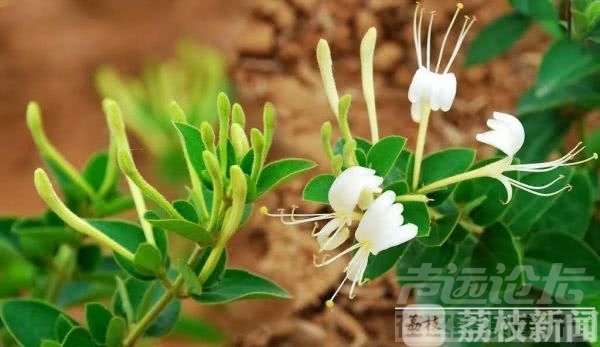 南大发现金银花、绿茶或有望用于早期预防新型冠状病毒-1.jpg