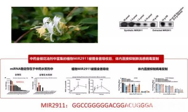 南大发现金银花、绿茶或有望用于早期预防新型冠状病毒-3.jpg