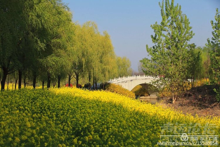 江北水乡处处油菜花田-3.jpg