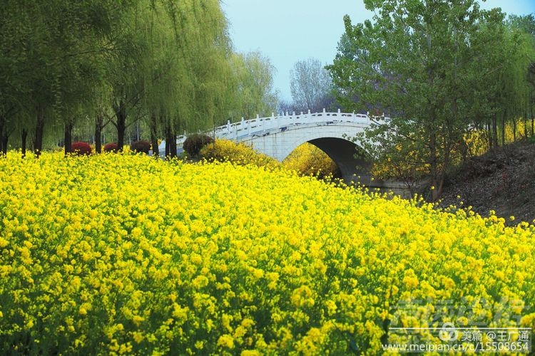 江北水乡处处油菜花田-2.jpg