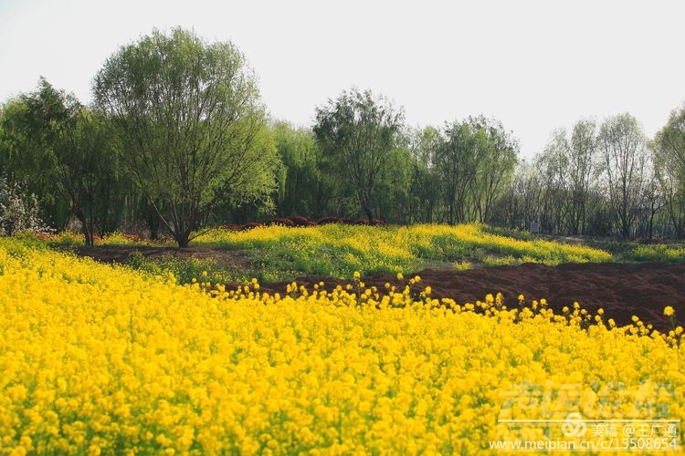 江北水乡处处油菜花田-5.jpg