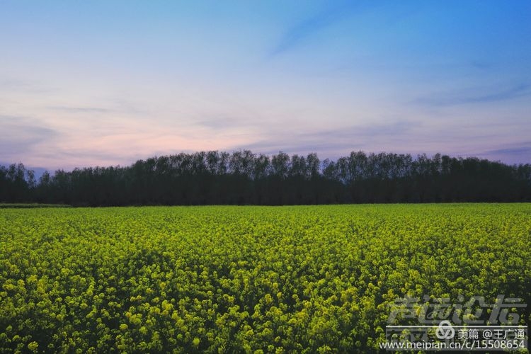 江北水乡处处油菜花田-7.jpg