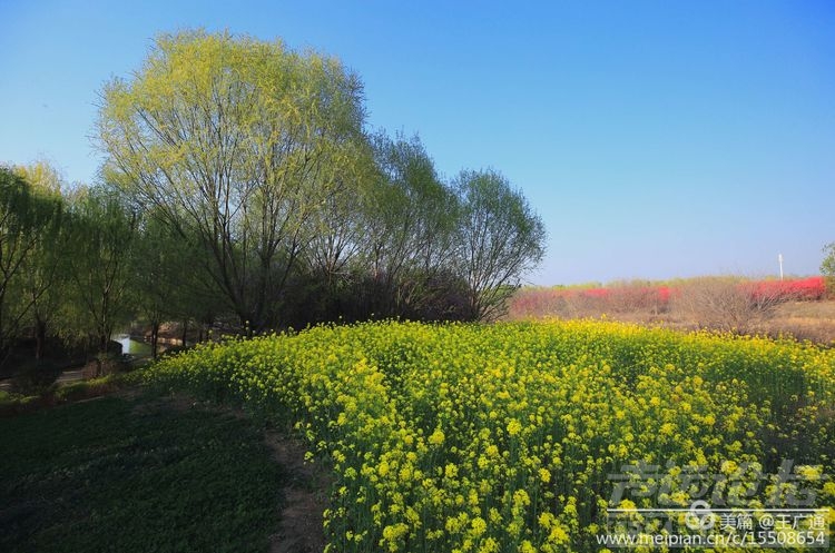 江北水乡处处油菜花田-6.jpg