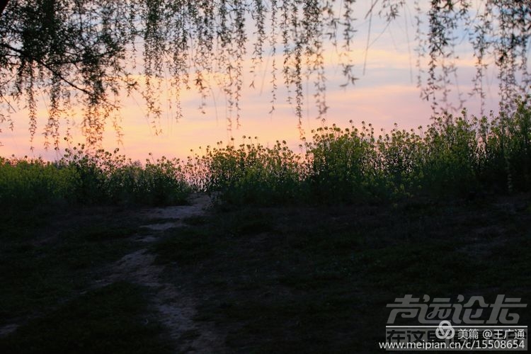 江北水乡处处油菜花田-9.jpg