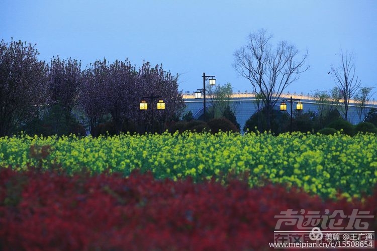 江北水乡处处油菜花田-11.jpg