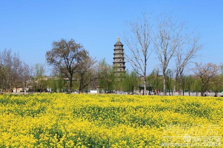 江北水乡处处油菜花田-13.jpg