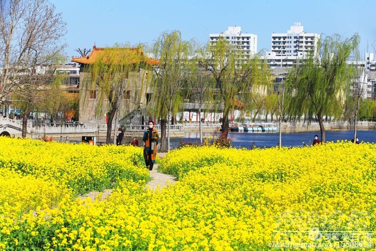 江北水乡处处油菜花田-14.jpg