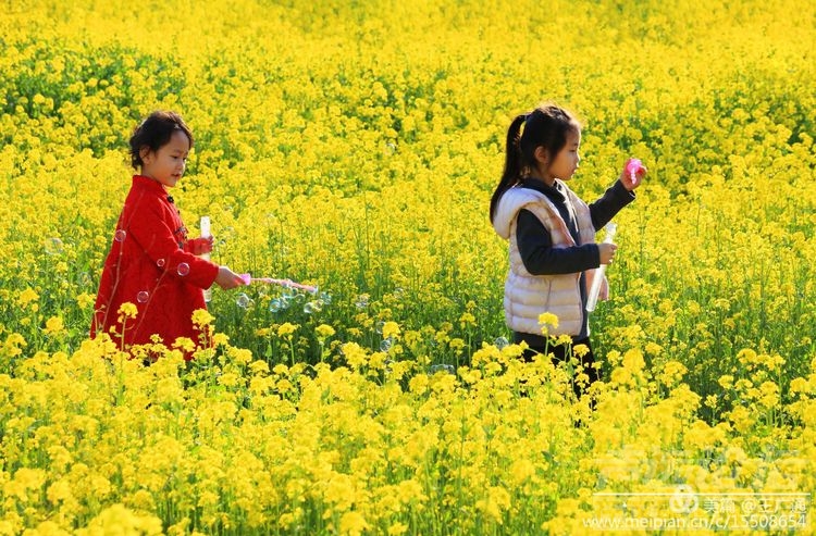 江北水乡处处油菜花田-17.jpg