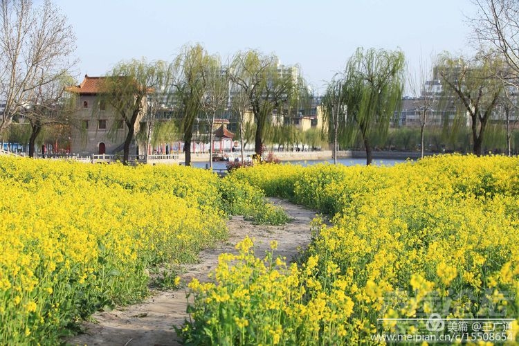 江北水乡处处油菜花田-18.jpg