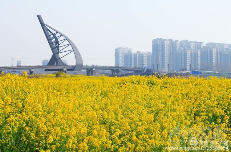 江北水乡处处油菜花田-26.jpg