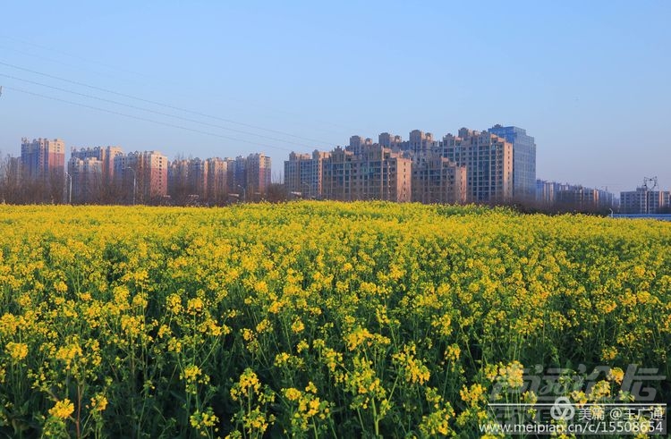 江北水乡处处油菜花田-27.jpg