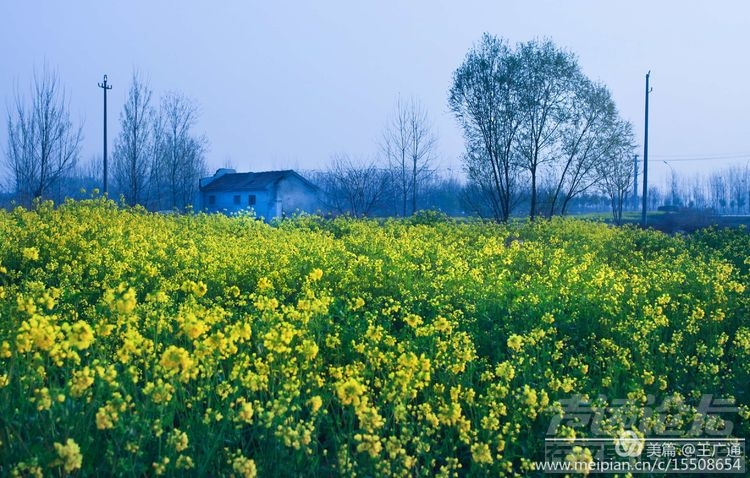 江北水乡处处油菜花田-28.jpg