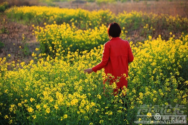 江北水乡处处油菜花田-30.jpg