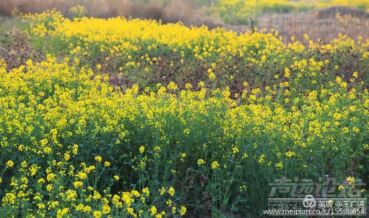 江北水乡处处油菜花田-29.jpg