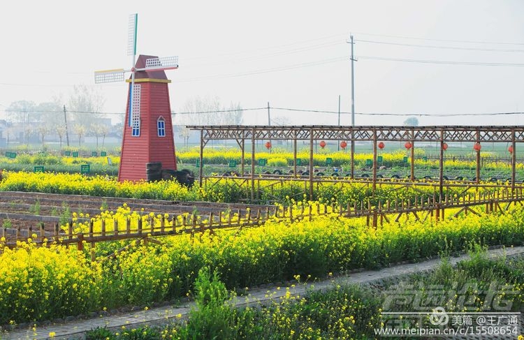 江北水乡处处油菜花田-33.jpg