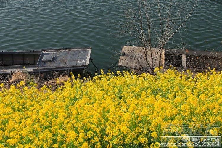 江北水乡处处油菜花田-35.jpg