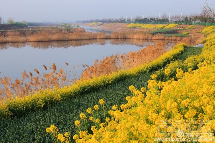 江北水乡处处油菜花田-37.jpg