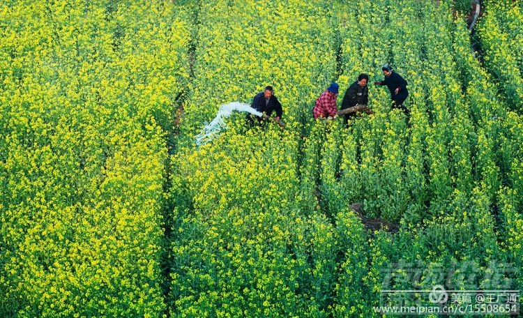 江北水乡处处油菜花田-43.jpg