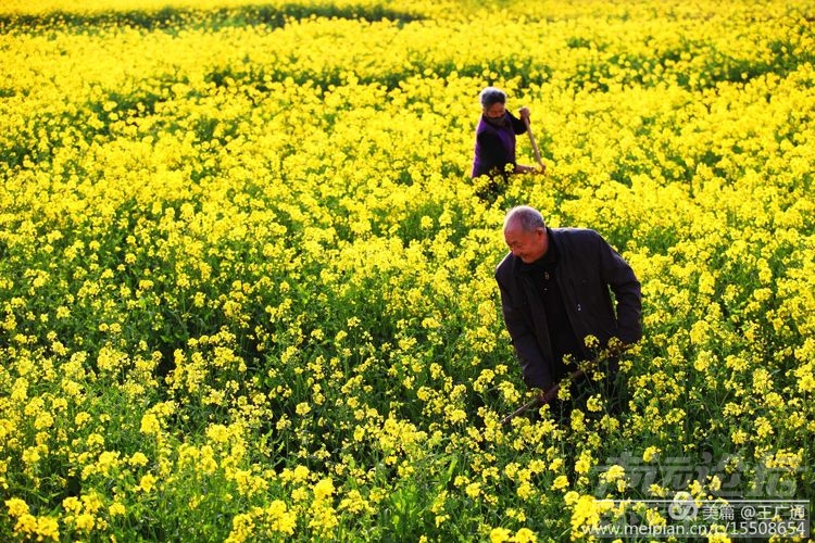 江北水乡处处油菜花田-42.jpg