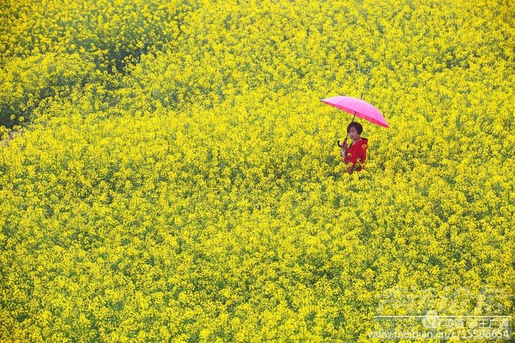 江北水乡处处油菜花田-45.jpg