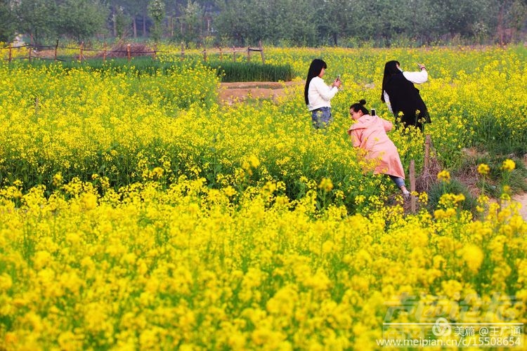 江北水乡处处油菜花田-46.jpg