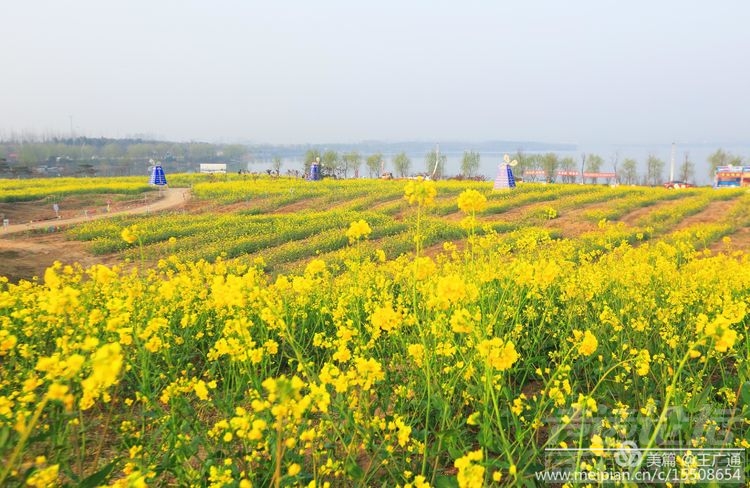 江北水乡处处油菜花田-50.jpg