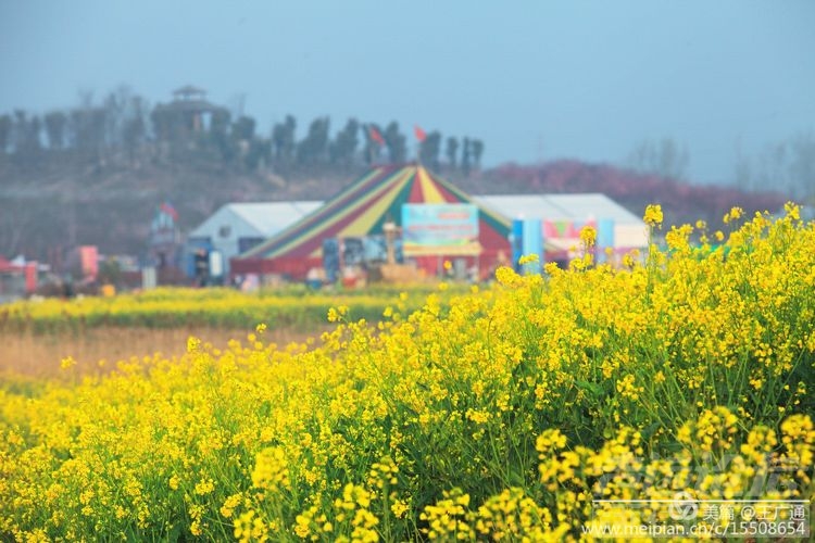 江北水乡处处油菜花田-51.jpg