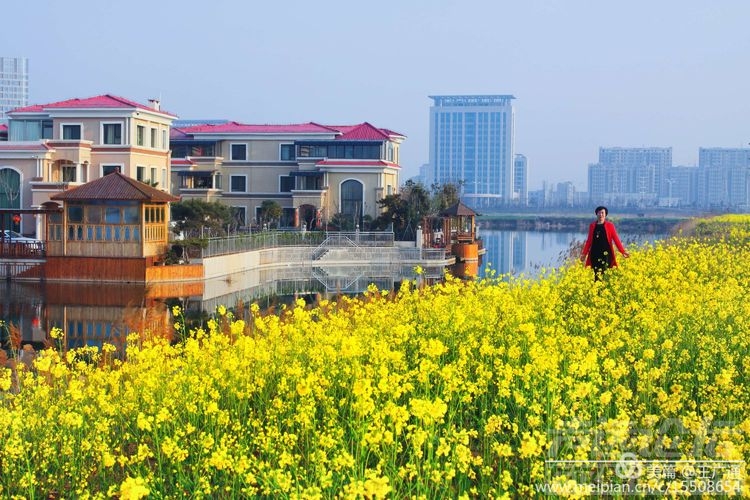 江北水乡处处油菜花田-55.jpg