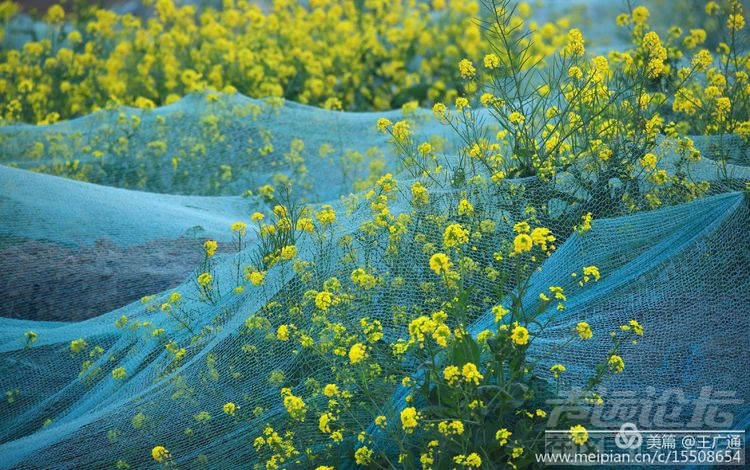 江北水乡处处油菜花田-60.jpg