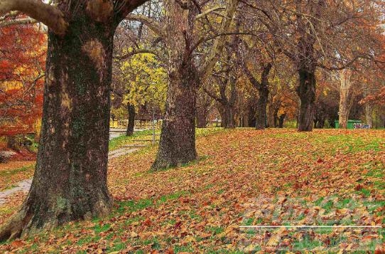 百年大计的工程：移植红星中路的法桐树，打造《济宁中央公园》-8.jpg