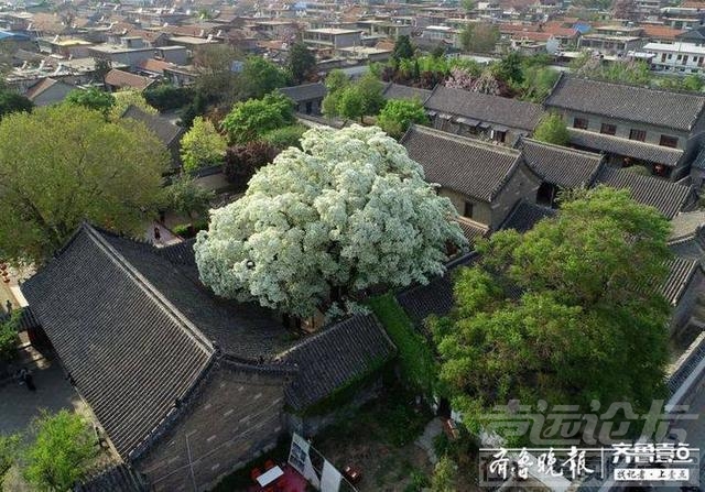 孟府两棵网红流苏花开如雪-7.jpg