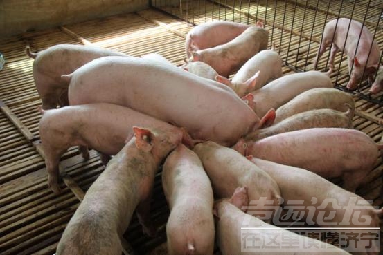 杂交构树：吃过了猪小白的构香猪肉，别的猪肉都是将就-3.jpg