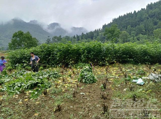 杂交构树：以树代粮 打造优质构香猪 助力健康财富双丰收！-2.jpg