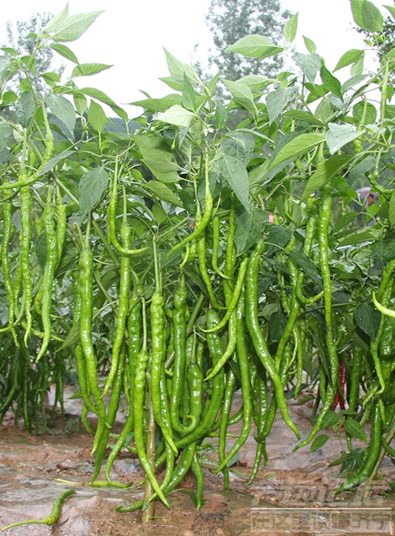 erjingtiaoyihao-01.JPG