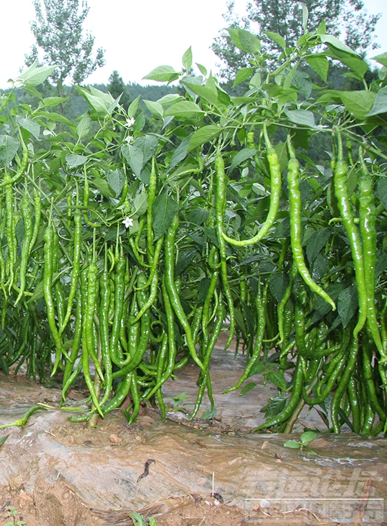erjingtiaoyihao-02.JPG