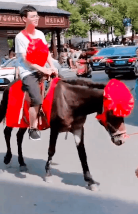 男生录取北大骑马戴红花返乡 网友：春风得意马蹄疾-1.gif