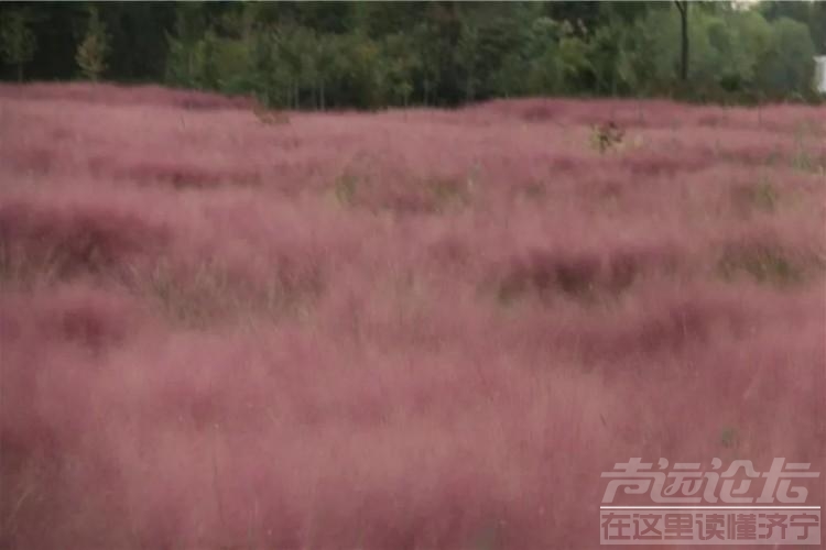 济宁太白湖景区的粉黛乱子草盛开啦~-2.jpeg