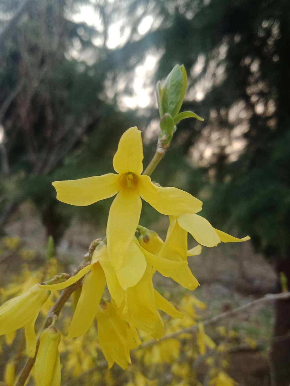 拍不烦的樱花，连翘花-1.jpg