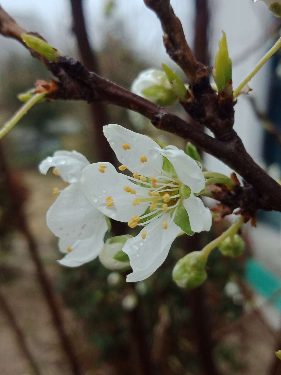 拍不烦的樱花，连翘花-4.jpg