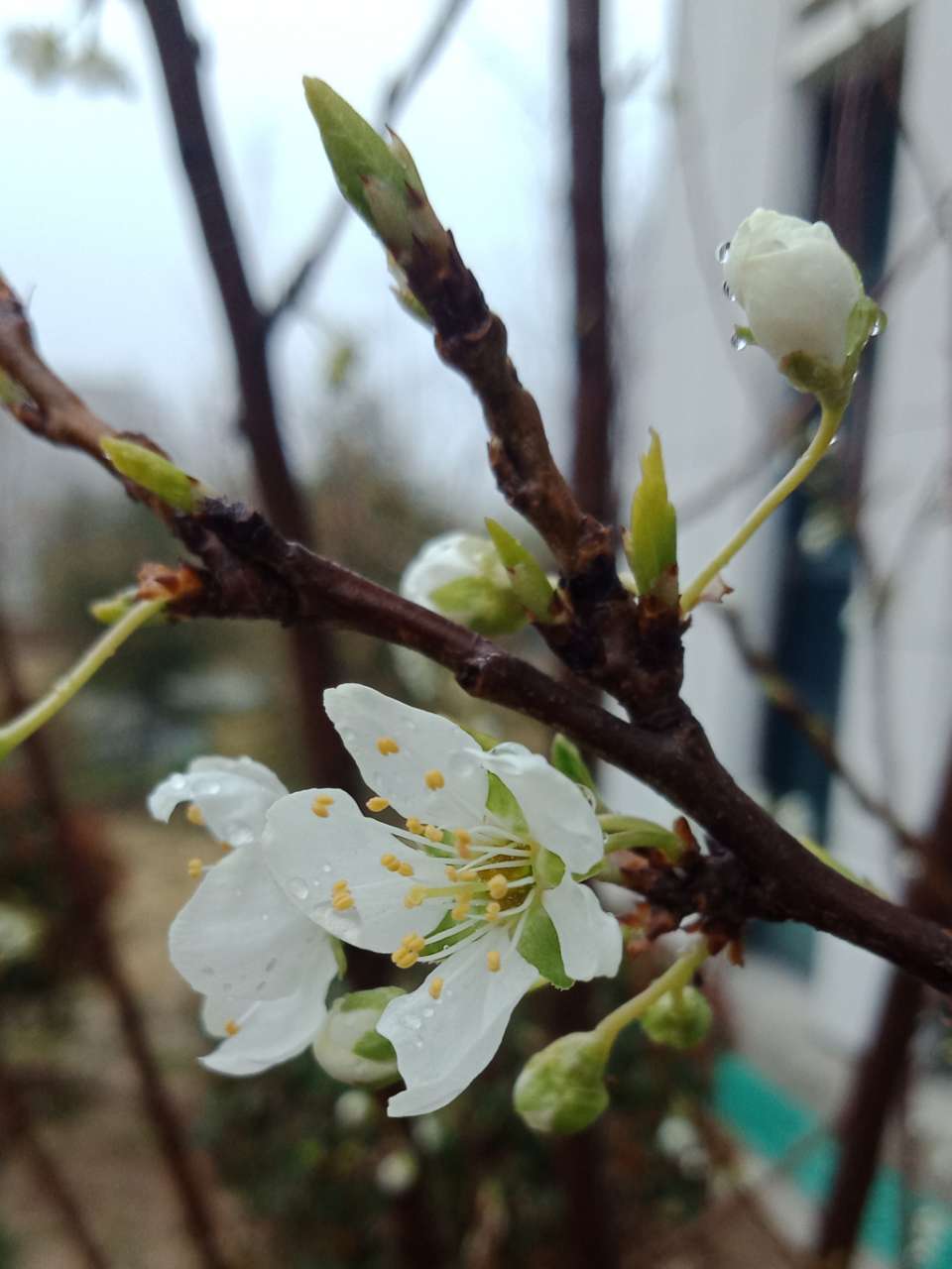 拍不烦的樱花，连翘花-5.jpg