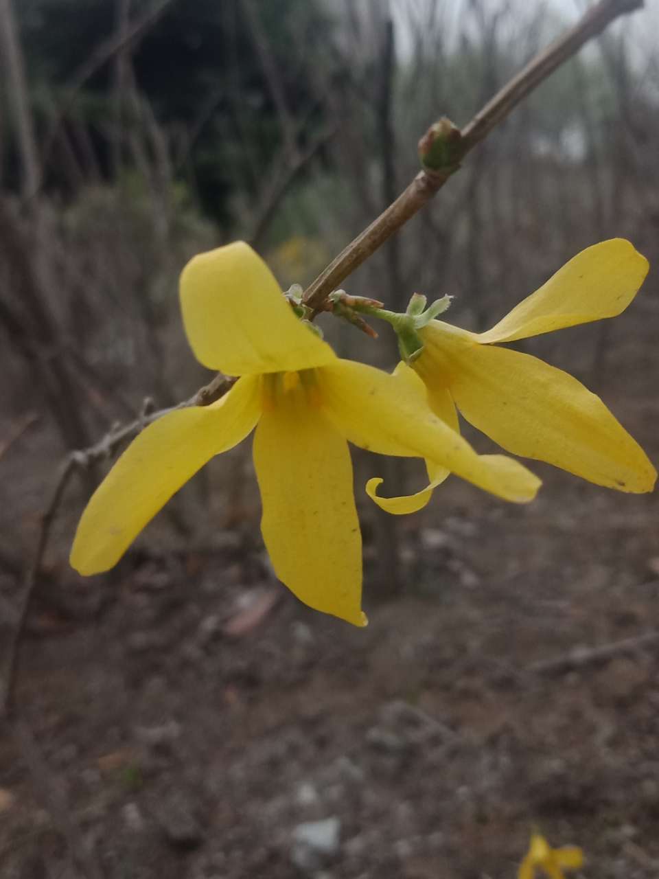 拍不烦的樱花，连翘花-7.jpg