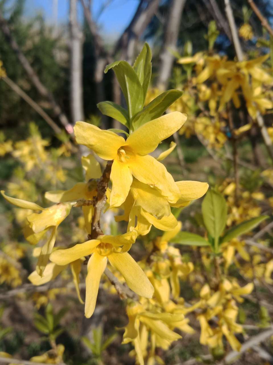 拍不烦的樱花，连翘花-12.jpg