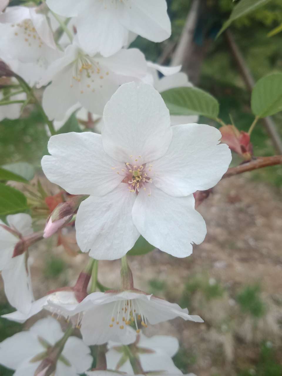 狼毒花，荠菜花，紫荆花，春天处处都好看-1.jpg