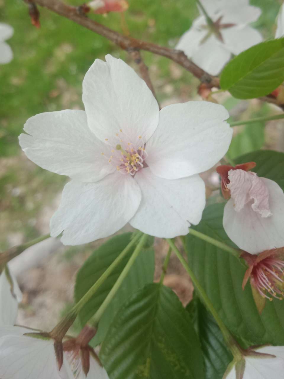 狼毒花，荠菜花，紫荆花，春天处处都好看-4.jpg