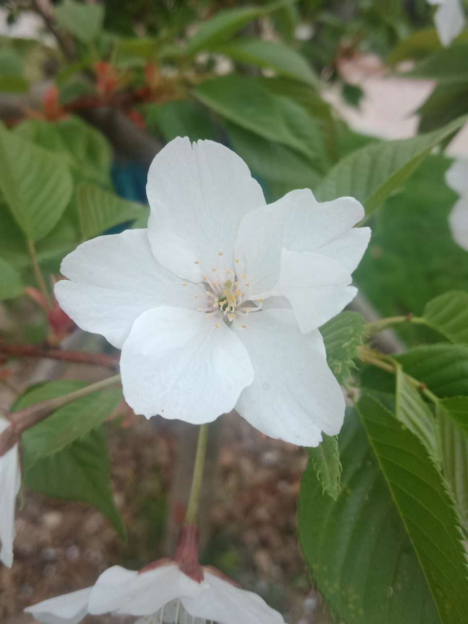 狼毒花，荠菜花，紫荆花，春天处处都好看-5.jpg