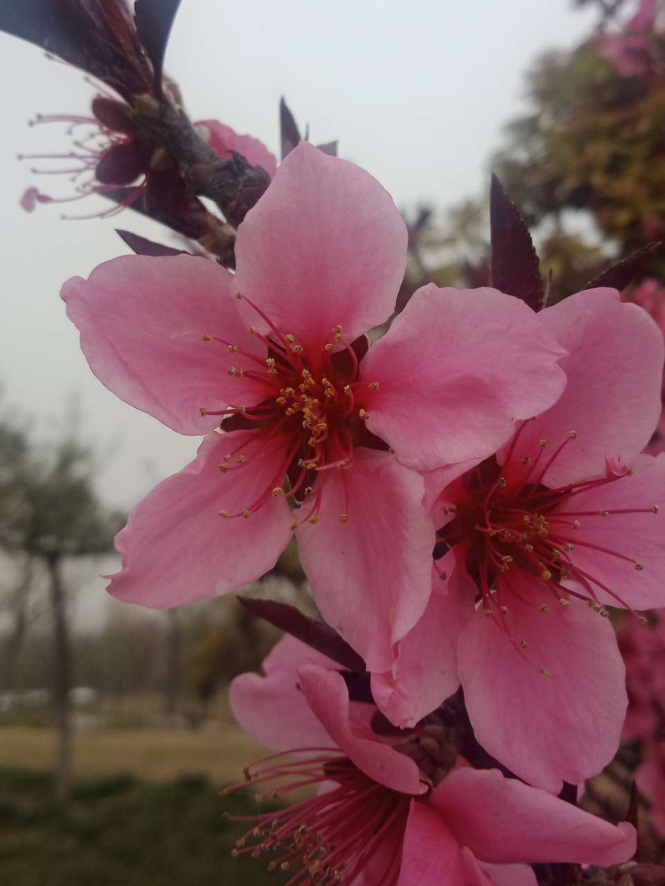 狼毒花，荠菜花，紫荆花，春天处处都好看-8.jpg